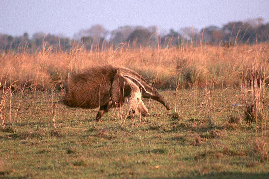 Giant Ant-Eater