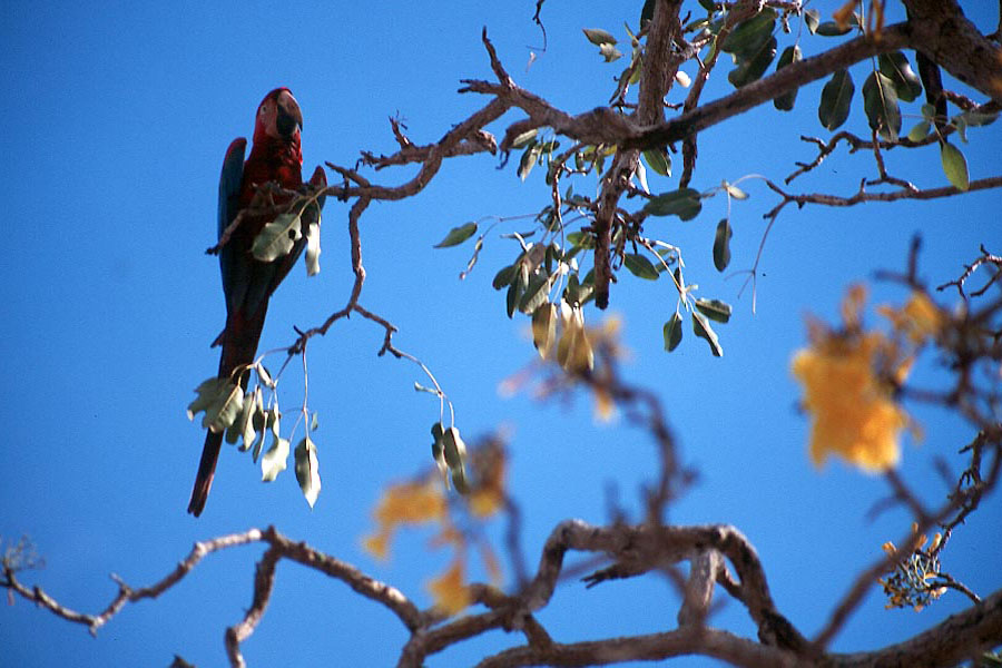 Red Macaws
