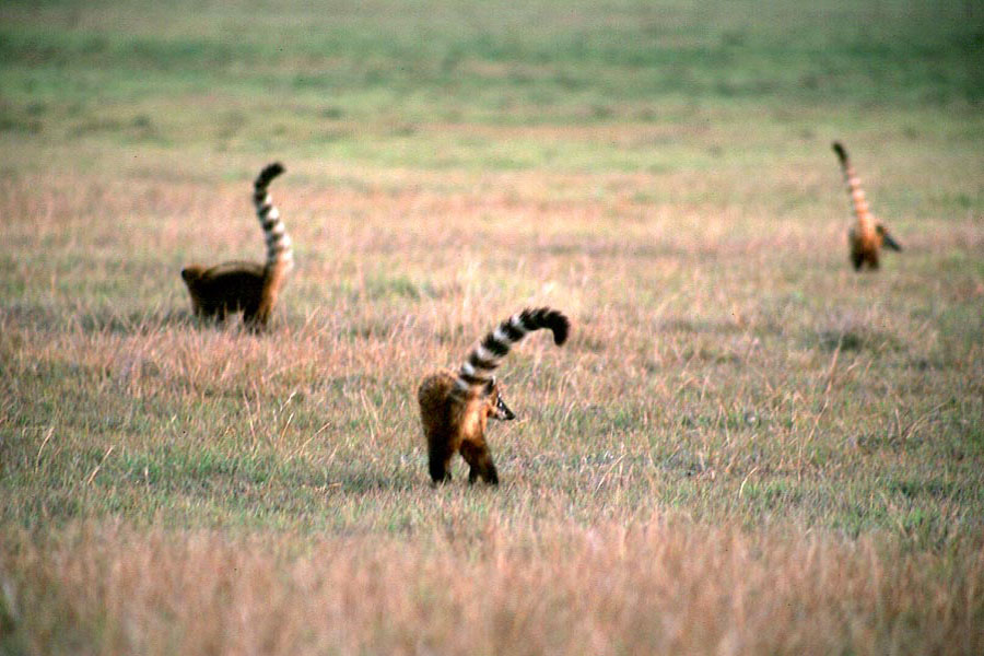 Quatis
(racoons)