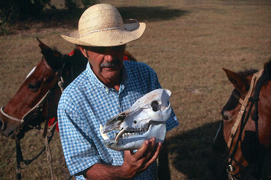 Wild boar skull