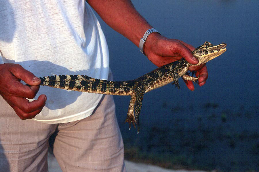 Baby Caiman