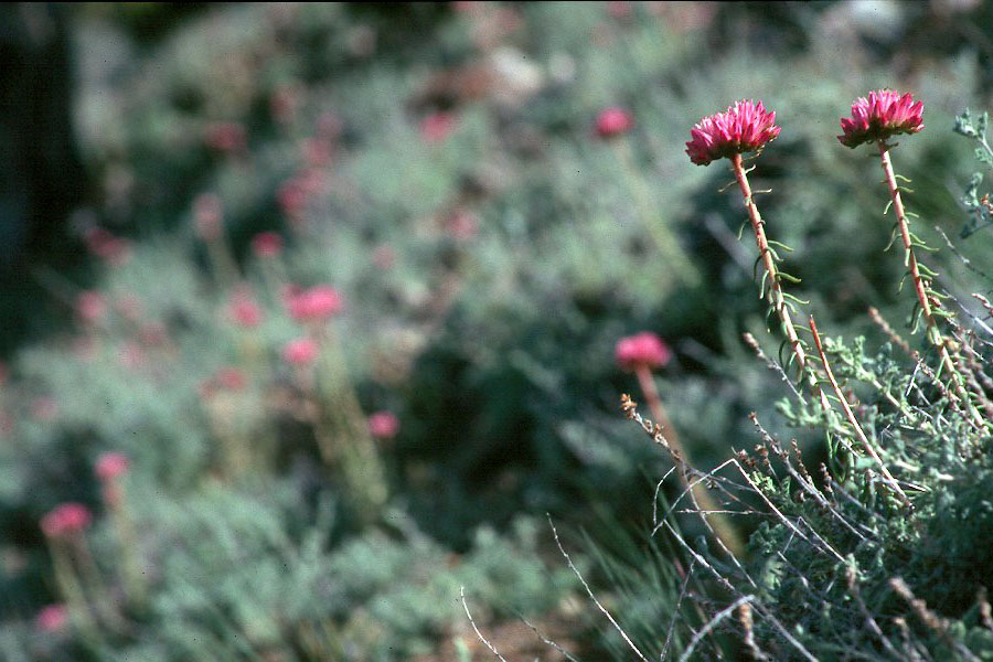 Mountain flowers